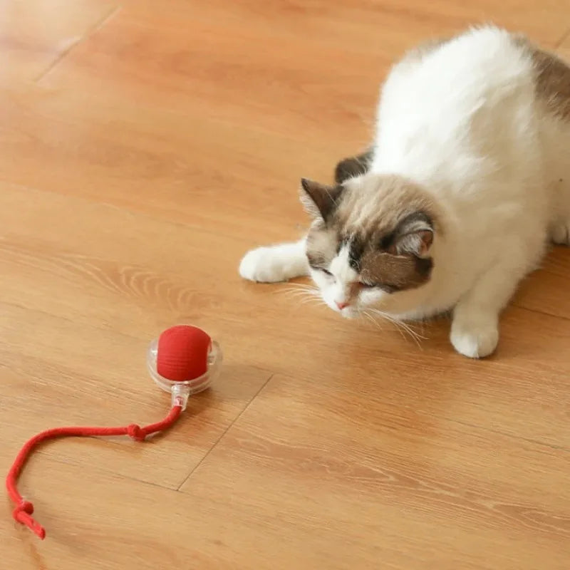 Balle Interactive Rechargeable pour Chat 🐱 – Jeu Automatique & Stimulation Active